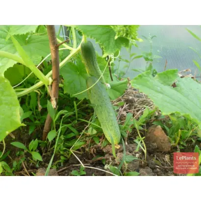 ГРИБОВСКИЙ 2