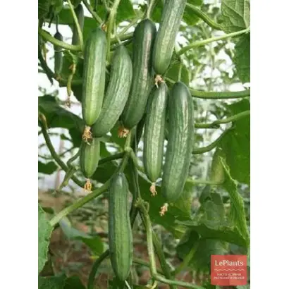 МОСКОВСКИЙ ТЕПЛИЧНЫЙ