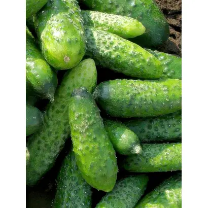 ВОРОНЕЖСКИЙ