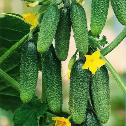 ХРУСТАЛЕФФ