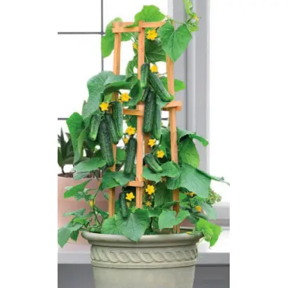 БАЛКОННЫЙ КРАСАВЧИК ХИКМЕТ