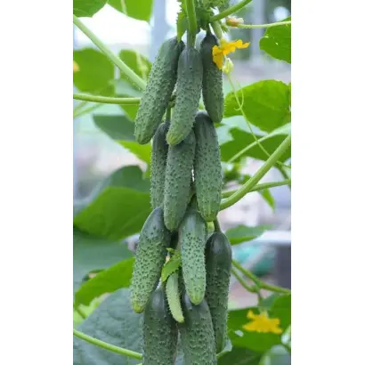 СИБИРСКИЙ ПУЧОК