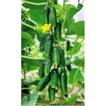 БОЛЬШОЙ КУШ