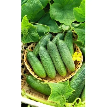 ПРИМАДОННА ДАЧНИКА