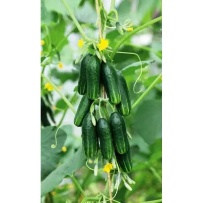 МОЛОДО-ЗЕЛЕНО