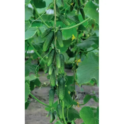 МАЛЕНЬКИЙ ПРОКАЗНИК