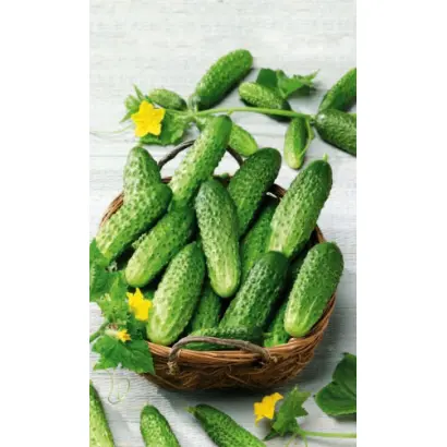 ОГУРЕЧНЫЙ ПРОСПЕКТ