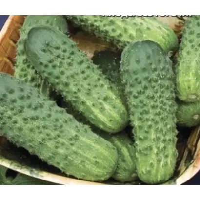 ГРАНДАНДРЕА