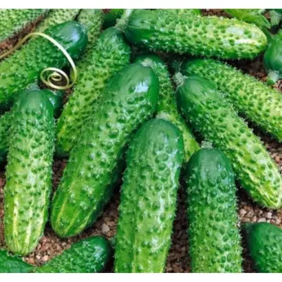 УЛЬТИМАТУМ