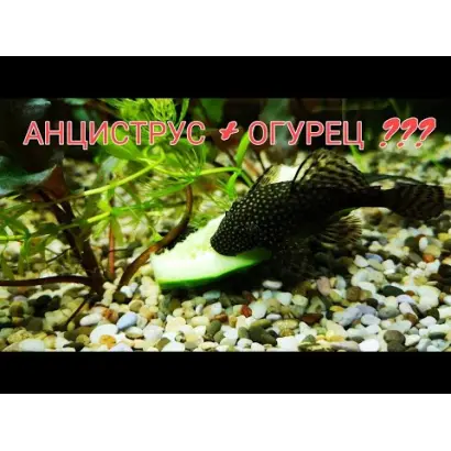 НЕОНОВЫЕ РЫБКИ