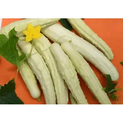 БЕЛЫЙ ДРАКОН