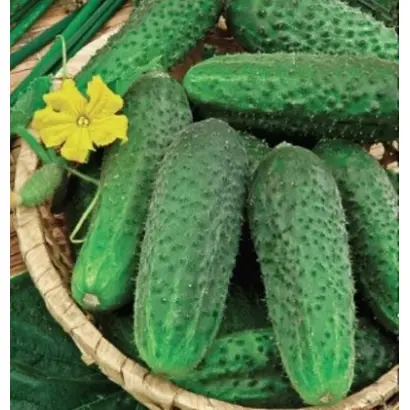 ЗЕЛЕНАЯ ЛАВИНА