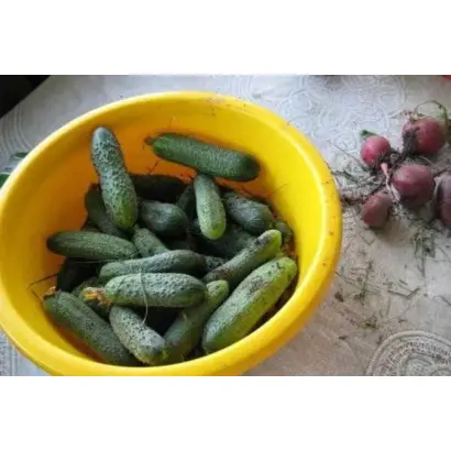 СУРАЖЕВСКИЙ