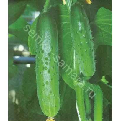 РЕФОРМАТОР