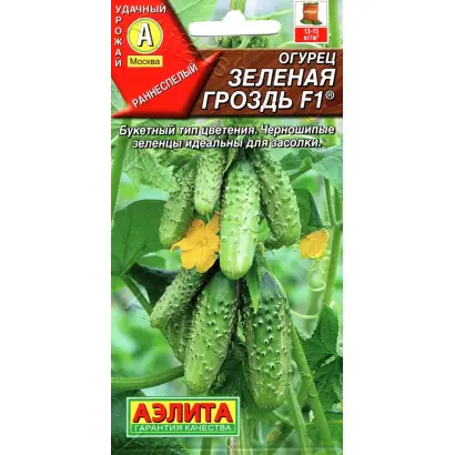 ЗЕЛЕНАЯ ГРОЗДЬ