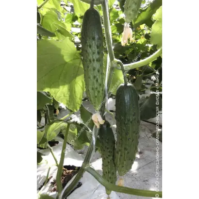 СЕЛЬСКИЕ КАНИКУЛЫ