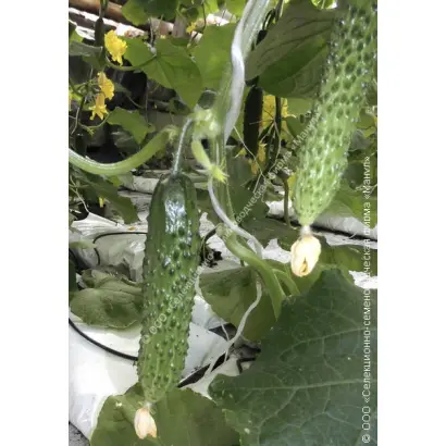 БОН АППЕТИТ