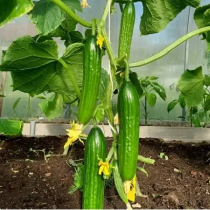 МЕСЬЕ ОЛИВЬЕ