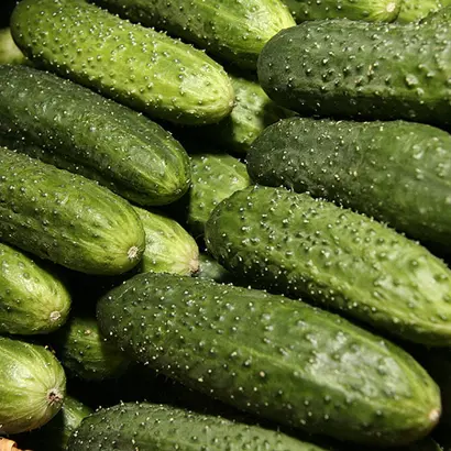 НОВИЧОК АЛТАЯ