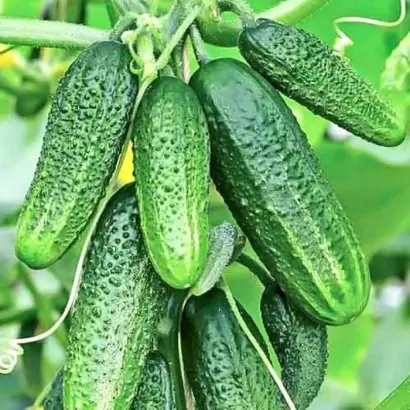 МАЛЮТКА АНЮТКА