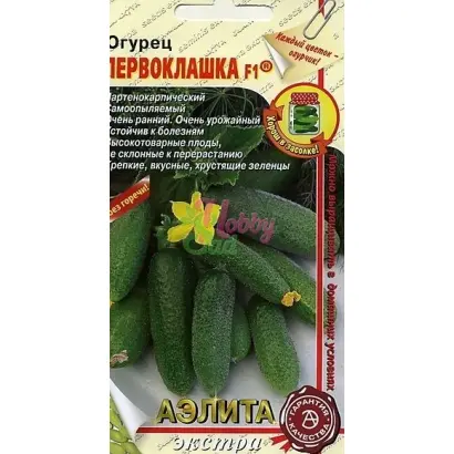 ПЕРВОКЛАШКА