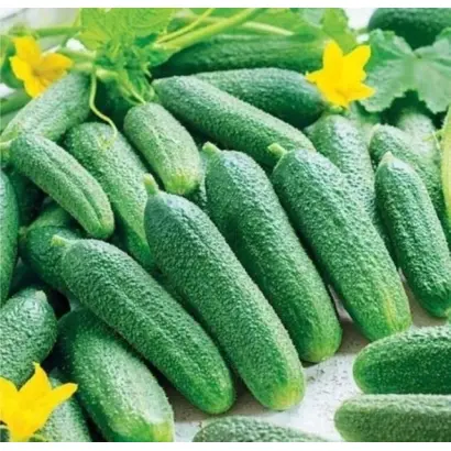 КВОЛИТИ МАРУСЯ