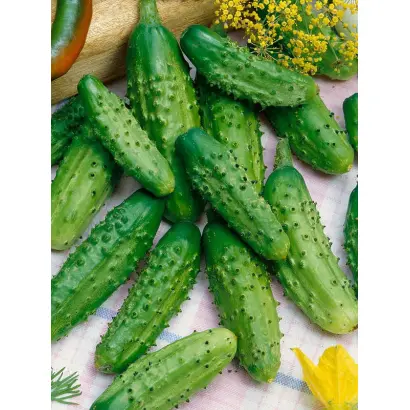 СИБИРСКИЙ КОРНИШОН