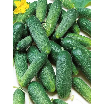 НОВОСИБИРСКИЙ