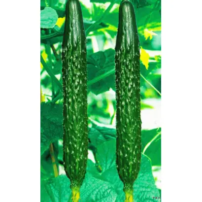 ШАНХАЙСКИЙ МОЛОДЕЦ