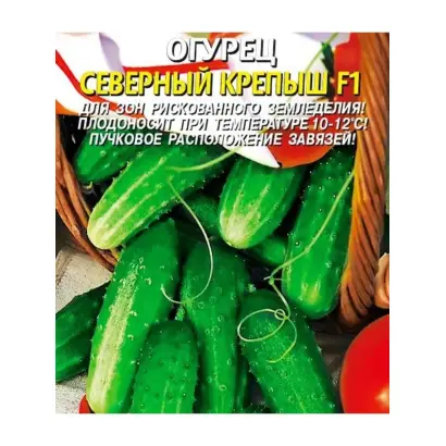 СЕВЕРНЫЙ КРЕПЫШ