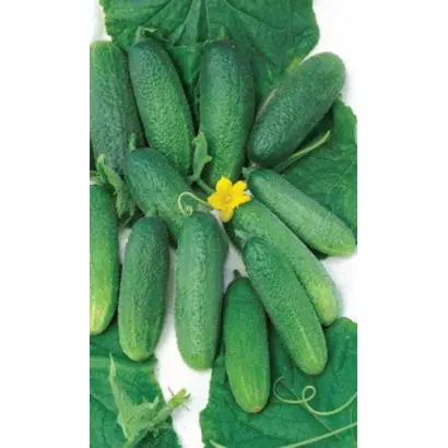 ДИВО ДИВНОЕ