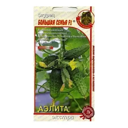 БОЛЬШАЯ СЕМЬЯ