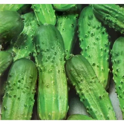 ВОЛГОДОНСКОЙ 231