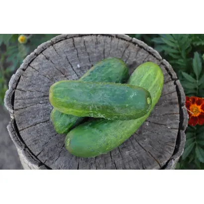 КРОКОДИЛЬЧИК