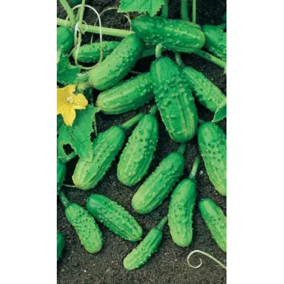 МОНАСТЫРСКИЙ