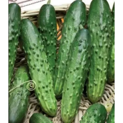 ЛЕГКОАТЛЕТ