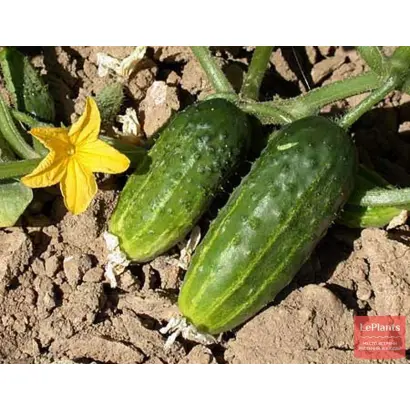 МОСКОВСКИЙ ЮБИЛЕЙНЫЙ