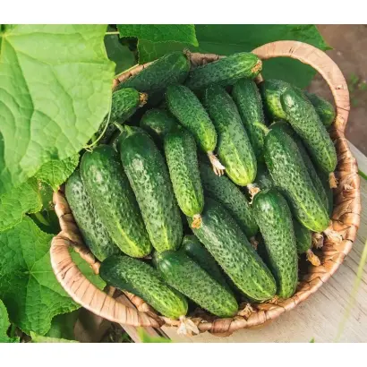 ДВОРЯНСКИЙ