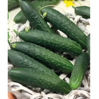 ФЕНИКС ПЛЮС