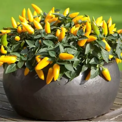 ЕГОЗА ЖЕЛТАЯ