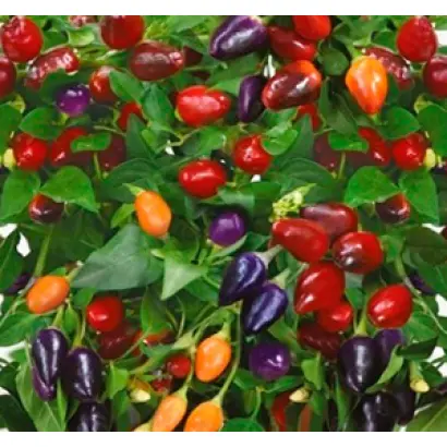 МЕКСИКАНЕЦ