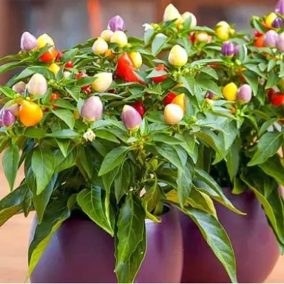 ПИКОВАЯ ДАМА