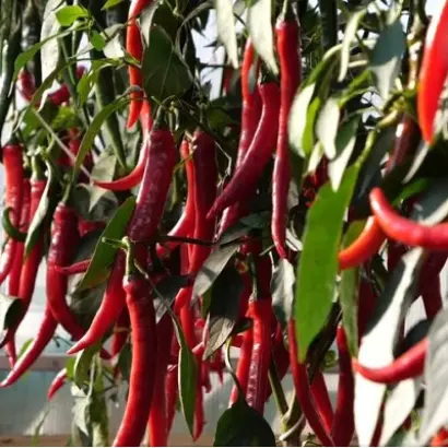 ФЛОРЕНТИНА