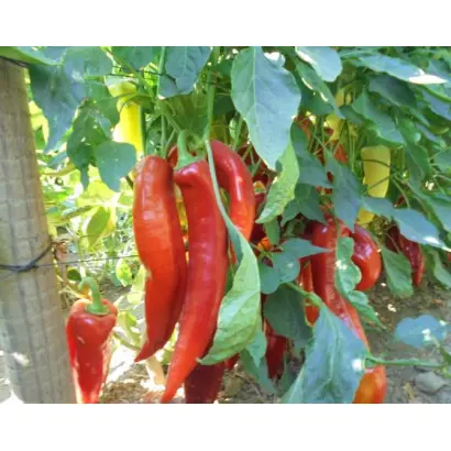 КАНАРИО РЕАЛ