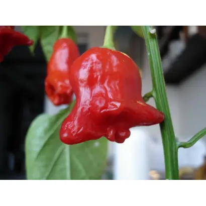 КРАСНЫЙ КОЛОКОЛЬЧИК