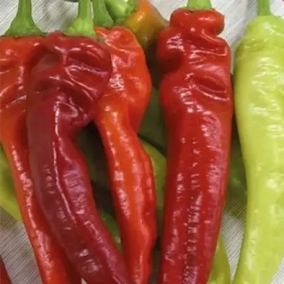 ОГНЕННЫЙ ФЛАЖОК