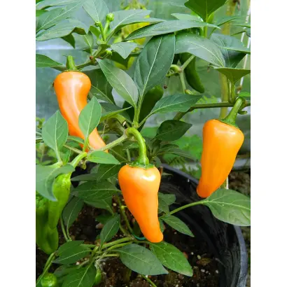 ЗОЛОТНИЧОК