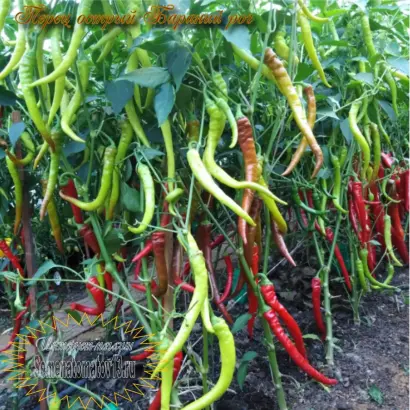 БАРАНИЙ РОГ