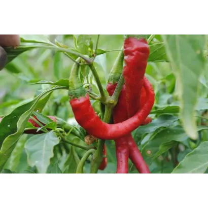 КОГОТЬ ОРЛА