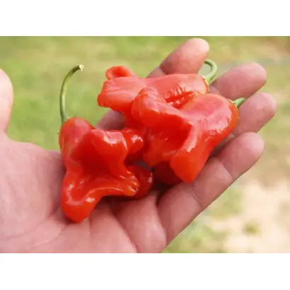 КОЛОКОЛЬЧИК